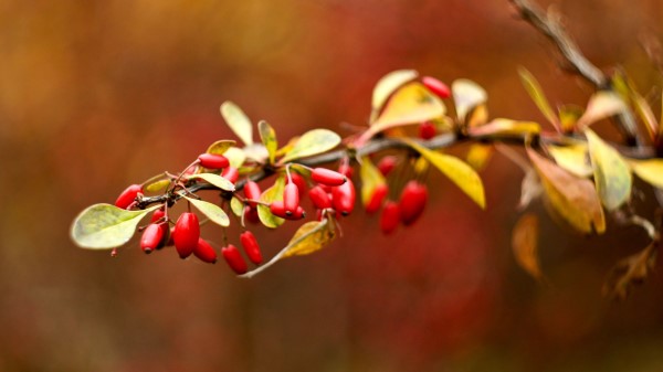 Briar Autumn Branch Blur Wallpaper
