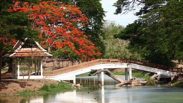 Bridge Arbor Japan Snag Wallpaper Wallpaper