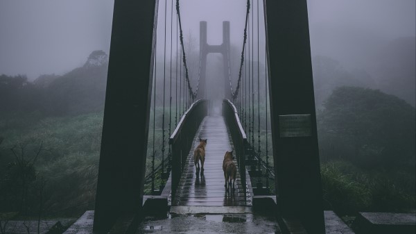 Bridge Fog Dogs Wallpaper