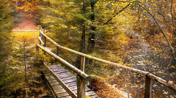 Bridge Forest River Wallpaper