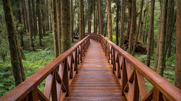 Bridge Forest Trees Wallpaper