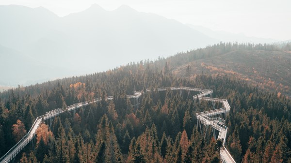 Bridge Road Forest Wallpaper