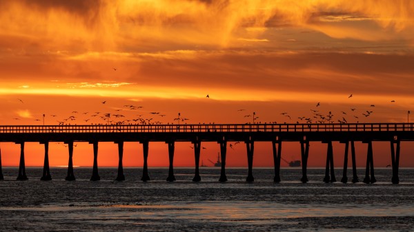Bridge Sunset Birds Wallpaper