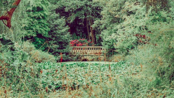 Bridge Trees Bushes Wallpaper