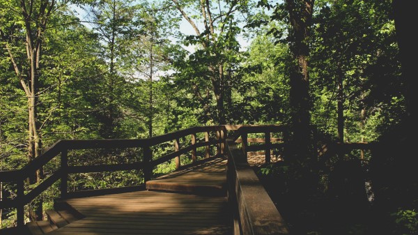 Bridge Trees Foliage Wallpaper