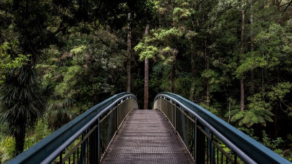 Bridge Trees Forest Image Wallpaper
