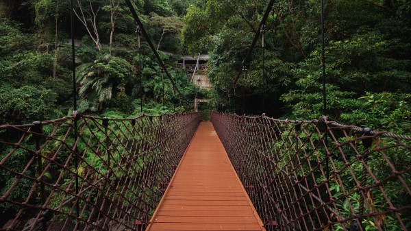 Bridge Trees Hanging Weaving Wallpaper