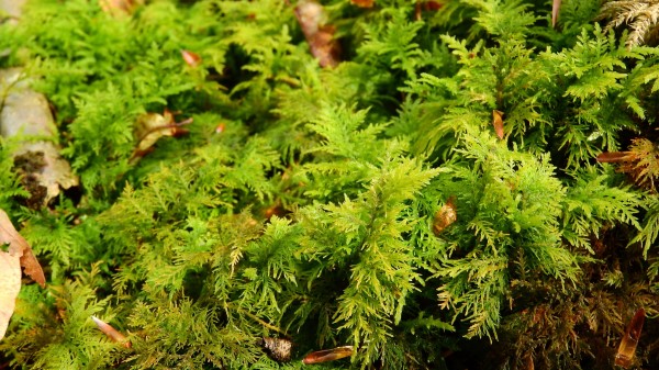 Bryophytes Moss Grass Wallpaper