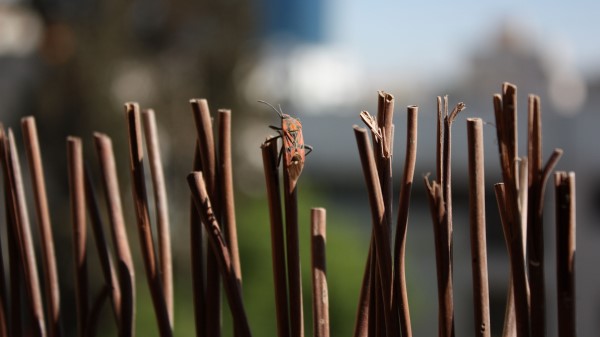 Bug Insect Rods Maskin Wallpaper