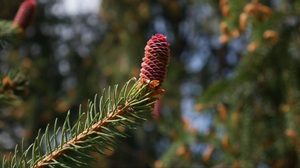 Bump Spruce Branch Wallpaper
