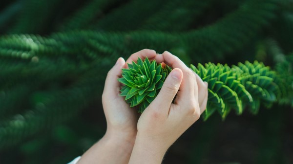 Bush Branch Hands Wallpaper