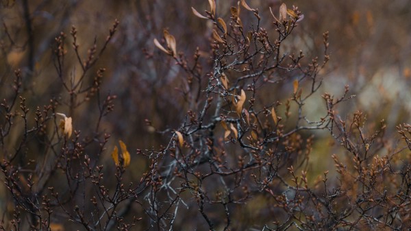 Bush Branches Plant Image Wallpaper