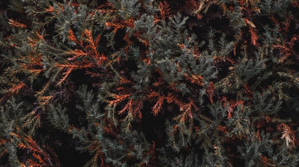 Bush Foliage Tree Wallpaper