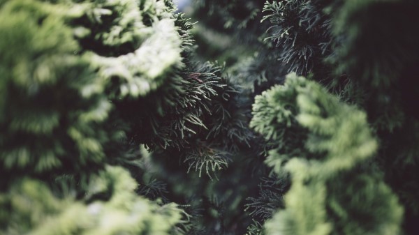 Bush Pine Needles Branches Close Up Wallpaper