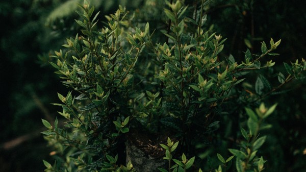 Bush Plant Leaves Wallpaper