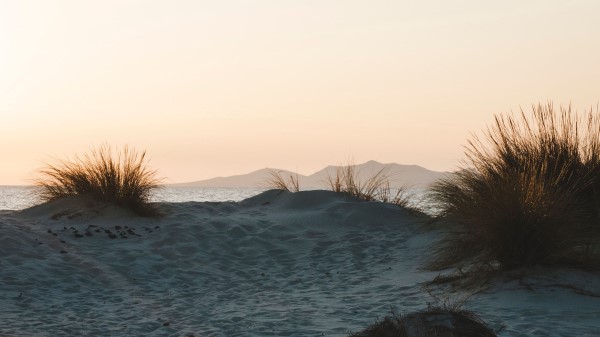 Bush Sand Horizon Wallpaper