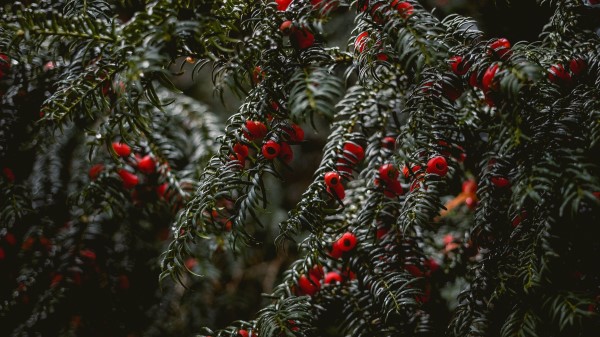 Bushes Berries Branches Wallpaper