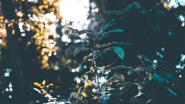 Bushes Branches Forest Wallpaper