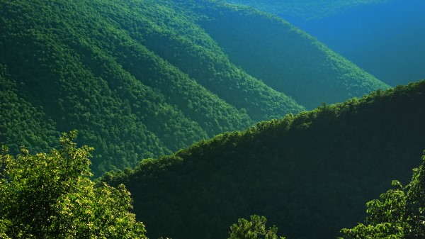 Bushes Hills Trees Wallpaper
