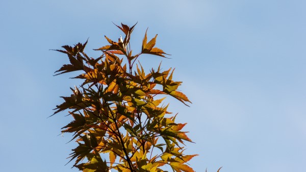 Bushes Leaves Branches Wallpaper