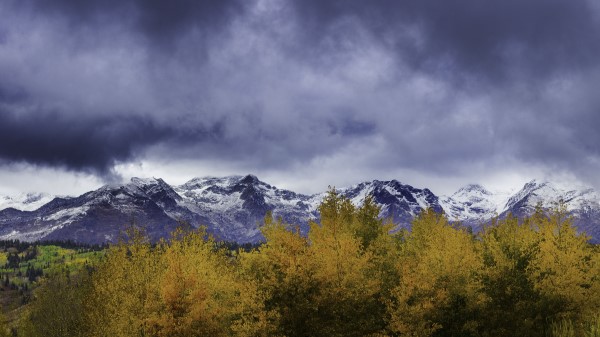 Bushes Mountains Snowy wallpaper