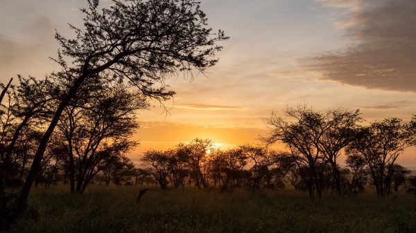 Bushes Sunset Branches Wallpaper
