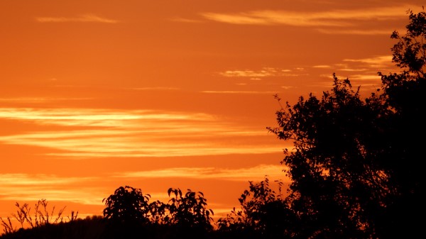 Bushes Sunset Silhouette Wallpaper
