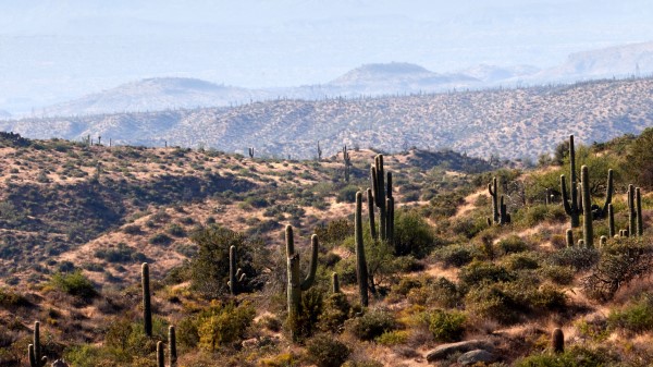 Cacti Prairie Hills Wallpaper