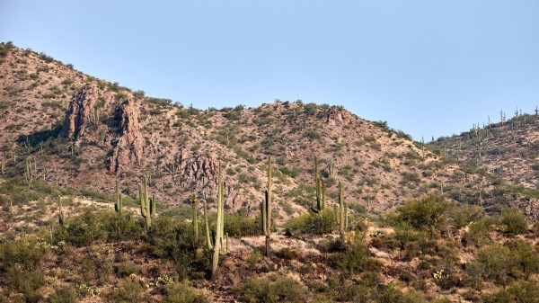 Cactus Bushes Prairie Image Wallpaper
