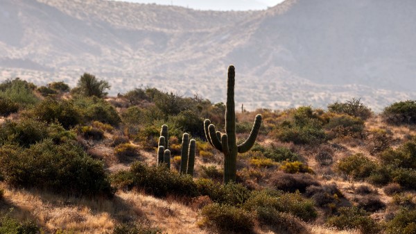 Cactus Bushes Prairie Wallpaper