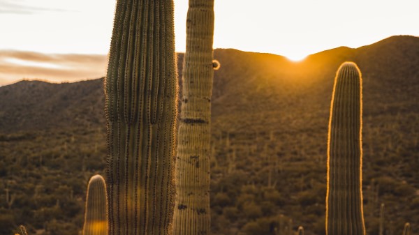 Cactus Desert Sunset Wallpaper