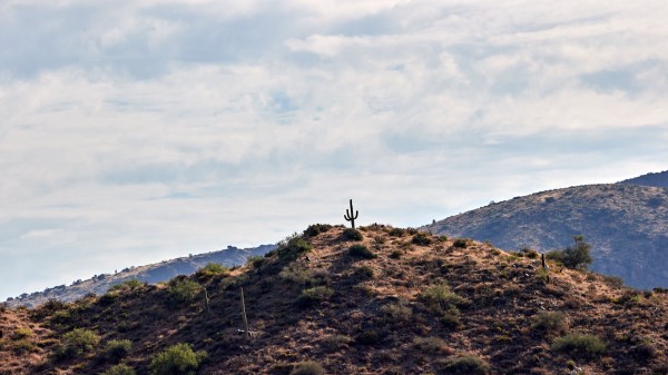 Cactus Hill Plants Wallpaper