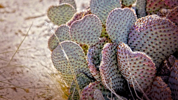 Cactus Needles Desert Wallpaper