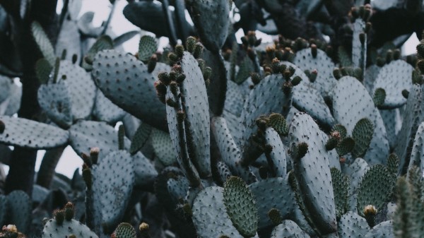 Cactus Needles Plant Wallpaper