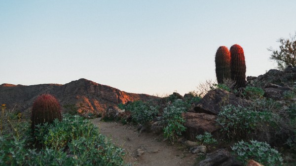 Cactus Path Canyon Wallpaper