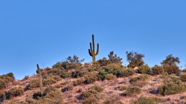 Cactus Prairie Bushes Wallpaper