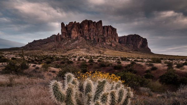 Cactus Rock Bushes Wallpaper