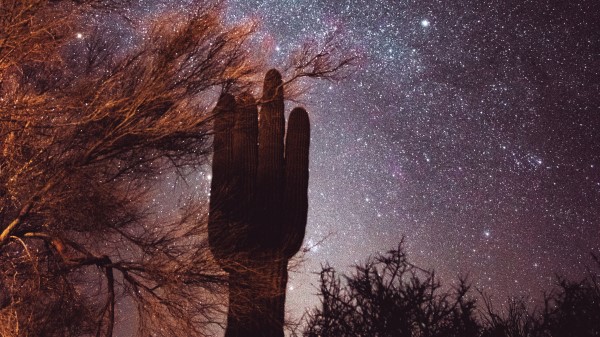 Cactus Trees Stars Wallpaper