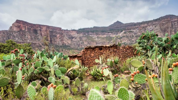 Canyon Rocks Cactus Wallpaper