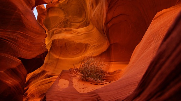 Canyon Rocks Plant Wallpaper