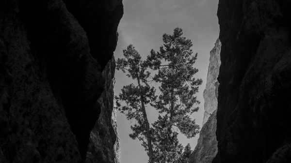 Canyon Rocks Tree Wallpaper