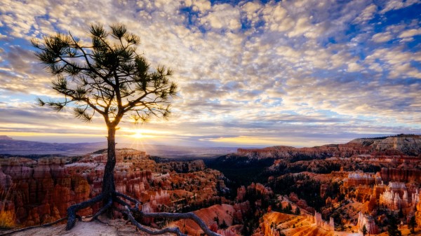 Canyon Tree Rays Wallpaper