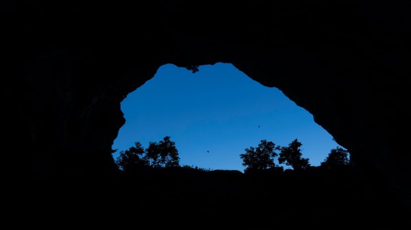 Cave Bushes Bird Wallpaper