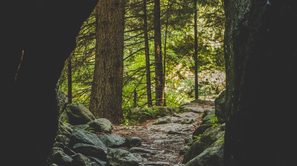 Cave Forest Trees Wallpaper