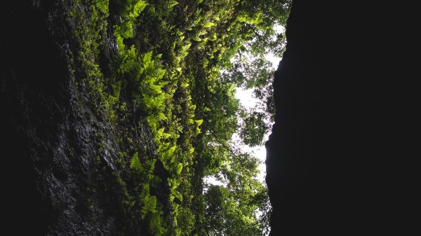 Cave Rock Vegetation Wallpaper