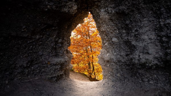 Cave Trees Yellow Wallpaper