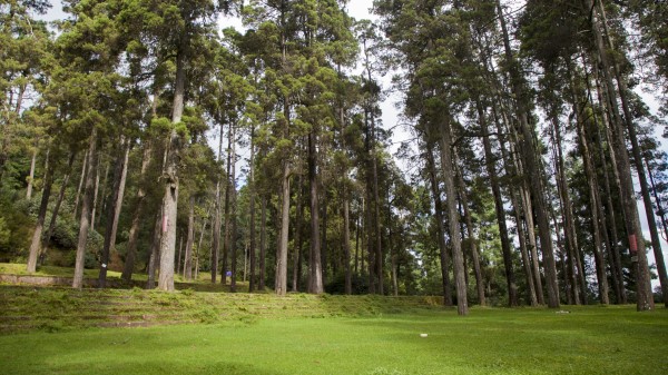 China Yunnan Hua Shan Trees Wallpaper Wallpaper