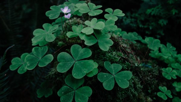 Clover Grass Foliage Wallpaper