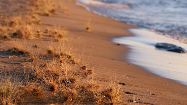 Coast Beach Grasses Wallpaper