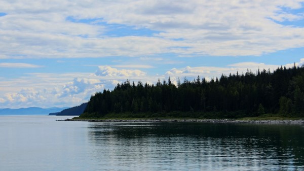 Coast Forest Trees Wallpaper
